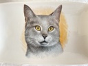 Petit plat rectangulaire avec tête de chat British Shorthair