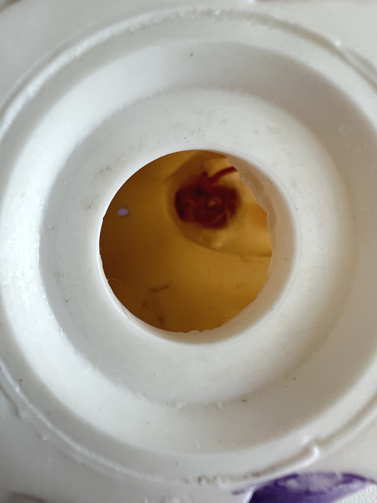 Figurine tirelire Pony Glitter Keypers